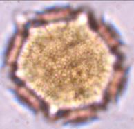 hyptis